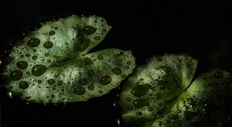 Green Leaf Dew Nature Walppaper Branch Tree Macro Wallpapers Hd