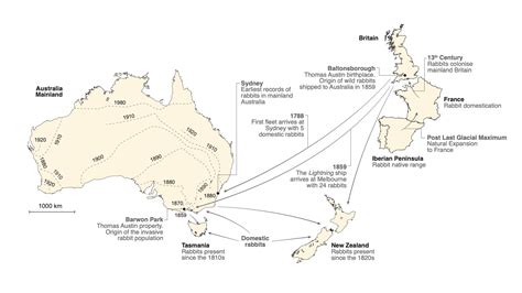 Dna Profiling Solves Australian Rabbit Plague Puzzle