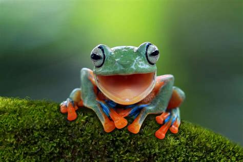 Portrait Of A Javan Tree Frog Getty Images Tree Frogs Laughing
