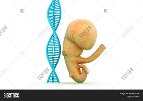 3d Rendered Fetus Dna Image And Photo Free Trial Bigstock