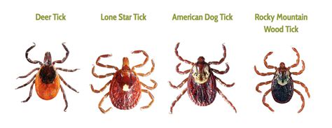 Do All Ticks Carry Lyme Disease