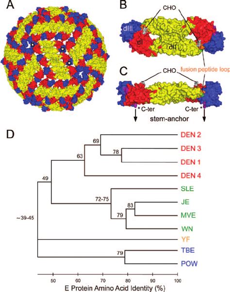 Structural Organization Of Flavivirus Particles A B And C And