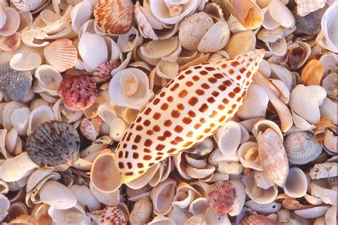 Best Hotels For Shelling On Sanibel Island They Then Have A Tendency