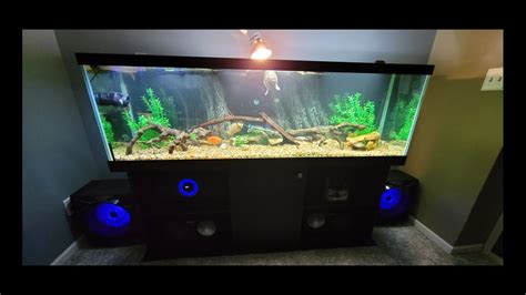 My 125 Gallon Oscar And Turtle Aquarium With Tank Mates Youtube