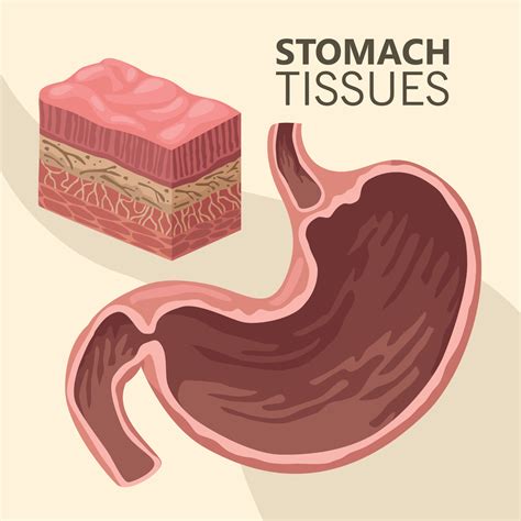 Stomach Tissues Realistic Organ Vector Art At Vecteezy