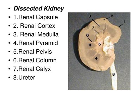 Pig Renal Cortex And Medulla