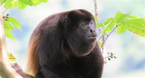 The Mantled Howler Monkey Critter Science