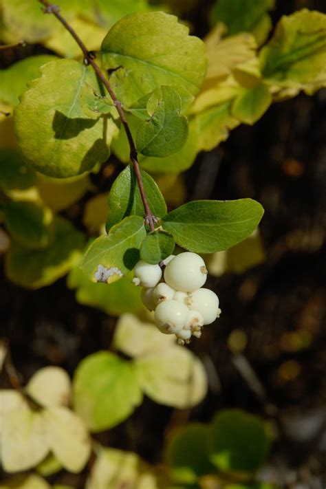 Common Snowberry Albus Xeriscape Plants Colorado Springs