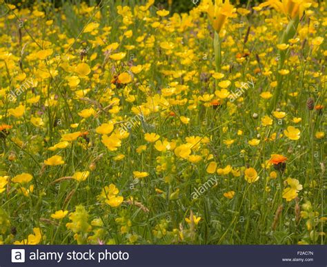 Wildflower Meadow High Resolution Stock Photography And Images Alamy