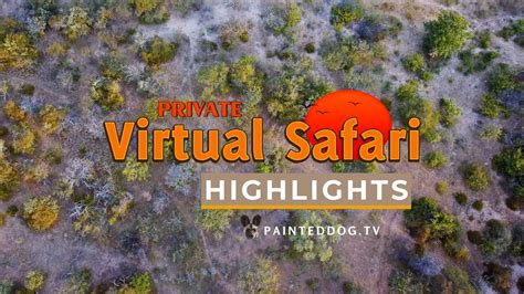 Private Virtual Safari Highlights 23 30 Aug 2020 Youtube