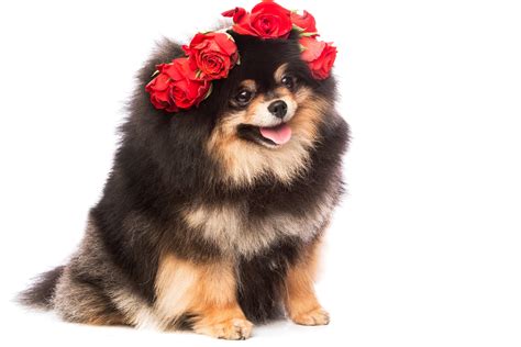 dogs, Roses, Spitz, White, Background, Animals, Wallpapers Wallpapers