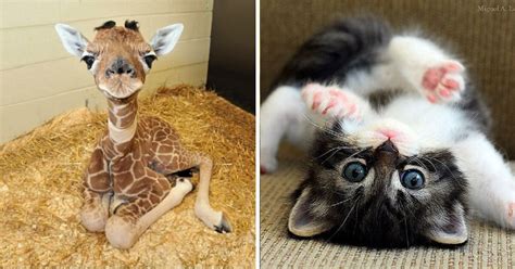 10 Cute Baby Animals That Will Make You Say ‘aww