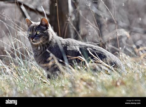 A Feral Cat Felis Catus Spotted In A Field Stock Photo Alamy