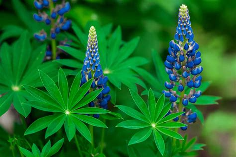 Native Blue Lupine Plant Care And Growing Guide