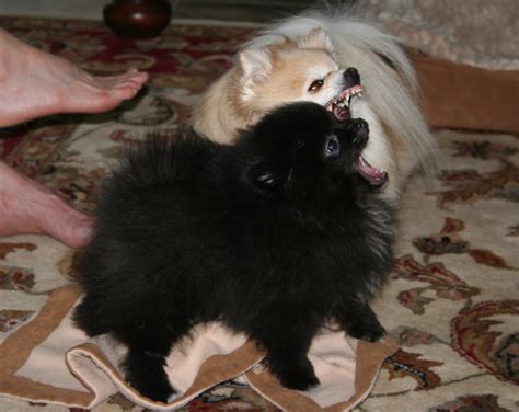 Black Pomeranian Dee Dees Pomeranians
