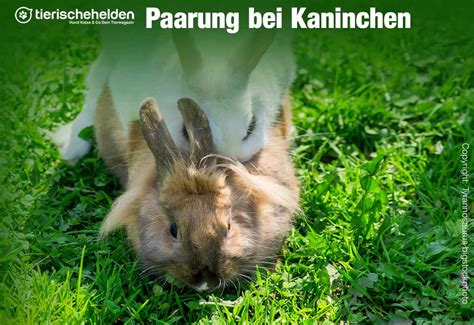 Daher möchte ich ihn natürlich am liebsten vor der geschlechtsreife kastrieren lassen. Wann werden Kaninchen geschlechtsreif? » Tierischehelden