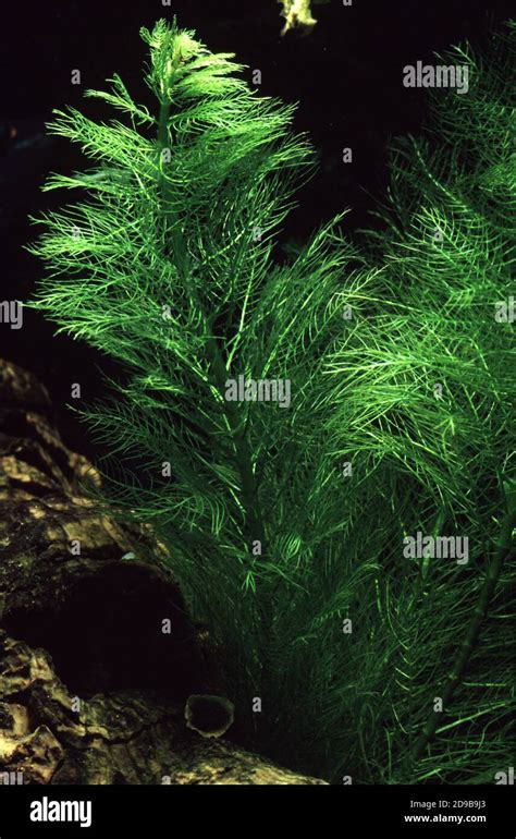 Green Milfoil Myriophyllum Mattogrossense Stock Photo Alamy