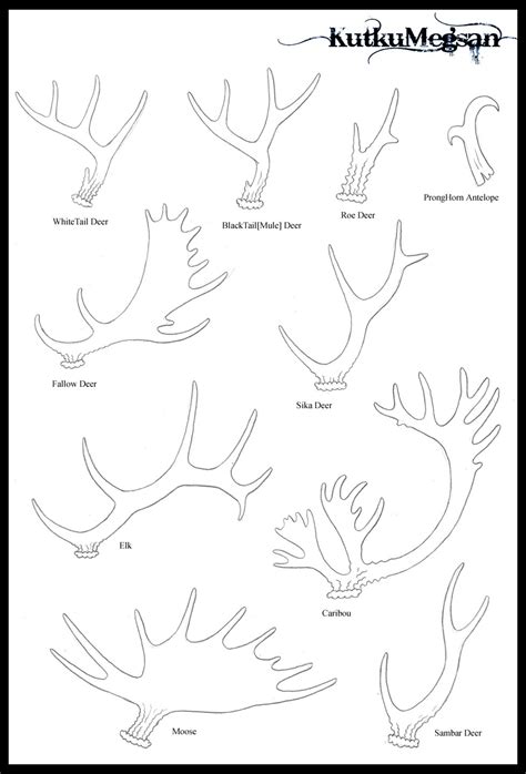 North American Antlers Basic Tutorial -KutkuMegsan by KutkuMegsan on