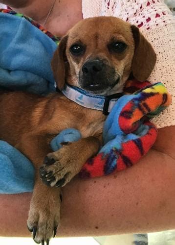 Macy Dachshund Adult - Adoption, Rescue | Dachshund For ...