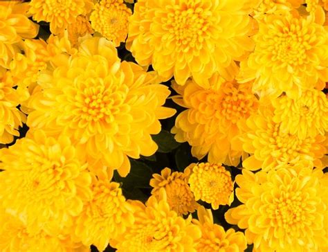 There are two different types of florets: Mum chrysanthemum x morifolium Rhonda Yellow | Lucas ...