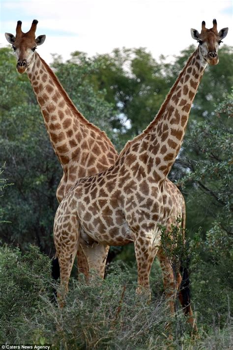 Giraffe With Two Heads Pictured In South Africa Daily Mail Online