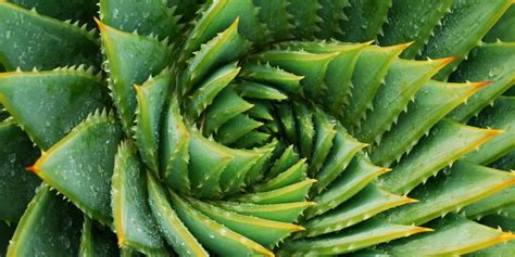 You do have to find a grower that would provide you a phytosanitary certificate and cites. How to Grow and Care for Aloe Vera Plants