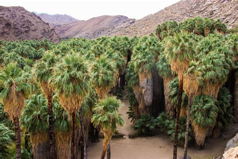 Free Stock Photo Of Palm Trees In Desert Oasis With Mountains