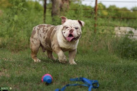 Stud Dog - Lilac Merle bulldog stud - Breed Your Dog