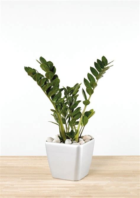 Auf quoka.de in unserem großen immobilienmarkt werden mieter und vermieter fündig. Pflegeleichte Zimmerpflanzen: Die Zamie bringt Glück ins ...