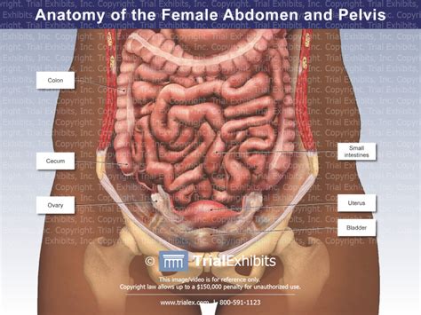 anatomy of the female abdomen and pelvis trial exhibits inc