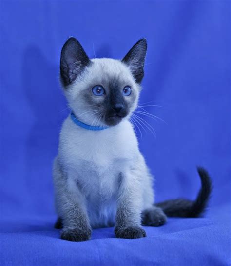 Carolina Blues Cattery Siamese Kittens For Sale Siamese Kittens