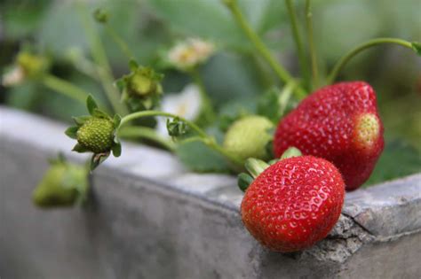 Since hydroponic systems are an indoor growing style, you'll need to find a supply of beneficial insects such as bees to help pollinate your strawberries. Growing Strawberries Indoors: The Ultimate Guide for New Gardeners - Home for the Harvest