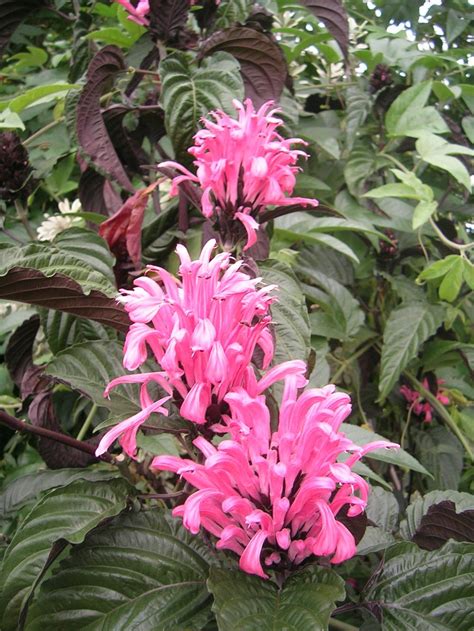 It is the largest genus within the family, encompassing around 700 species with hundreds more as yet unresolved. Justicia carnea, Brazilian Plume Flower