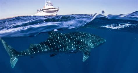 Deluxe Ningaloo Whaleshark Snorkel Tour With Exmouth Diving Centre