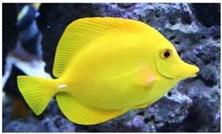 Cara perawatan aquarium ikan hias yang benar. 44 Jenis Ikan Laut Hias Aquarium Cantik Harga Termahal