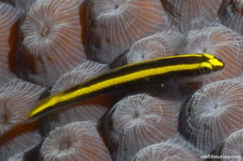Elacatinus Figaro Yellow Line Goby Reef Life Survey