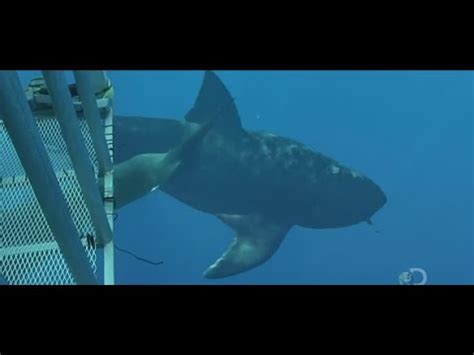 More Megalodons Caught on Camera & Spotted In Real Life! - YouTube
