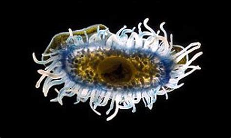 The Hidden Beauty Of Plankton Incredible Microscopic Sea Creatures