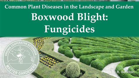 Boxwood Blight Fungicides Youtube