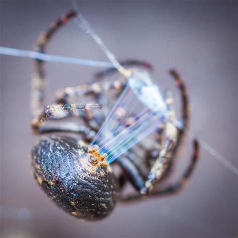 Spider Webs Can Be Used To Heal The Human Body Latest Science News And Articles Discovery
