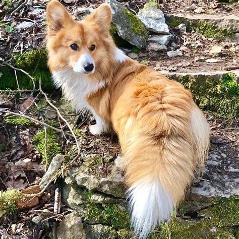 Never have I ever seen a Corgi with a tail this magnificently floofy