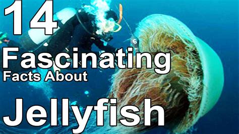 14 Fascinating Facts About Jellyfish Youtube