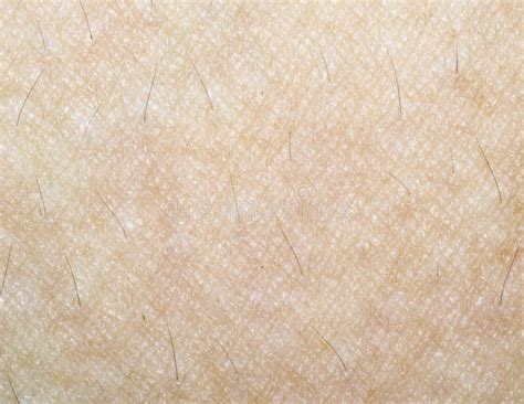 Human Skin Texture Stock Image Image Of Hair Detail 26409147