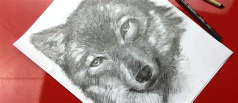 Wolf Speed Drawing Art For Kids Hub Art For Kids Hub