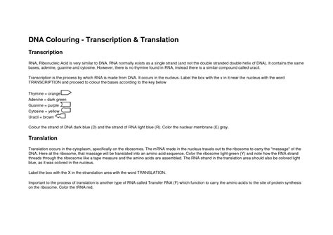 Dna coloring transcription translation best of dna fingerprinting. DNA Coloring Transcription and Translation Answer Key ...
