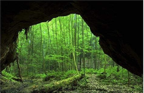 View Of A Green Forest Looking Through A Black Cave Photography By