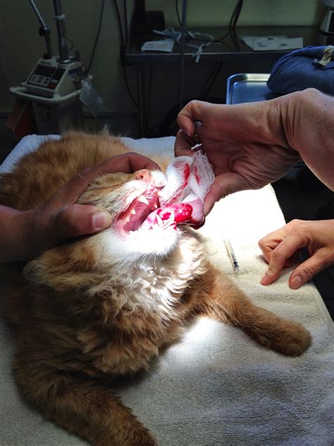 Throat cancer treatments may include head and neck surgery, radiation therapy, drug therapy, or a combination of these. Diary of a Real-Life Veterinarian: Taffy's Tongue Tumor ...