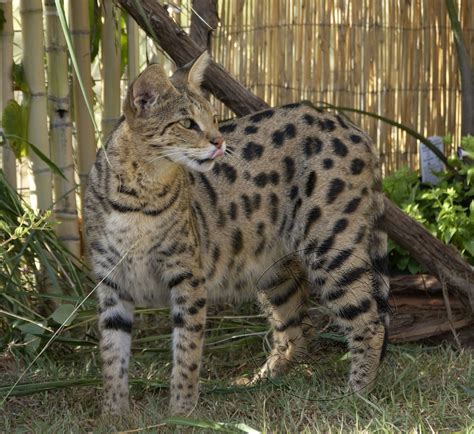 32 Savannah Cat Size Comparison Furry Kittens