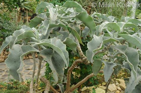 We did not find results for: Image - Kalanchoe beharensis (Velvet Elephant Ear) | BioLib.cz