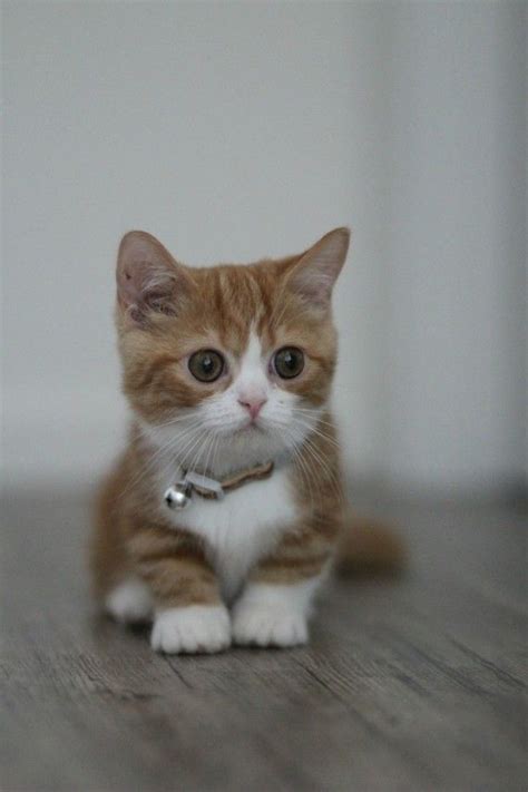 21 Munchkin Cats That Are So Adorable You Wont Believe They Are Real